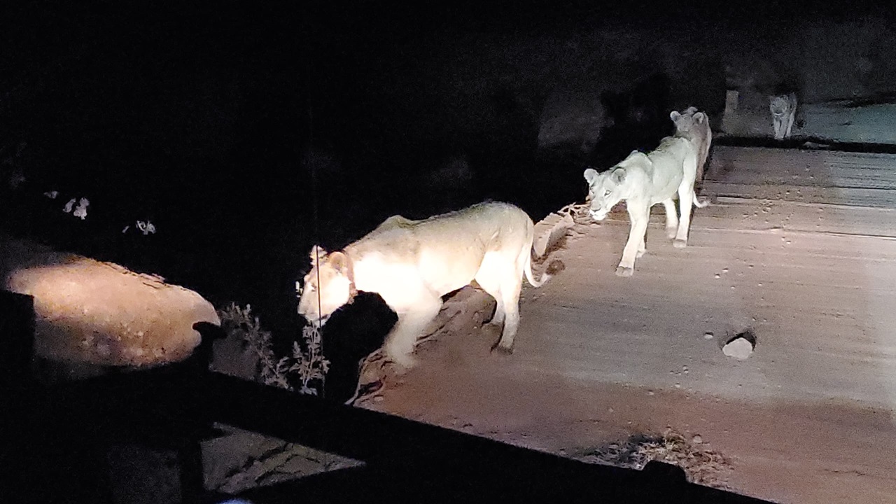 Night Game Drives