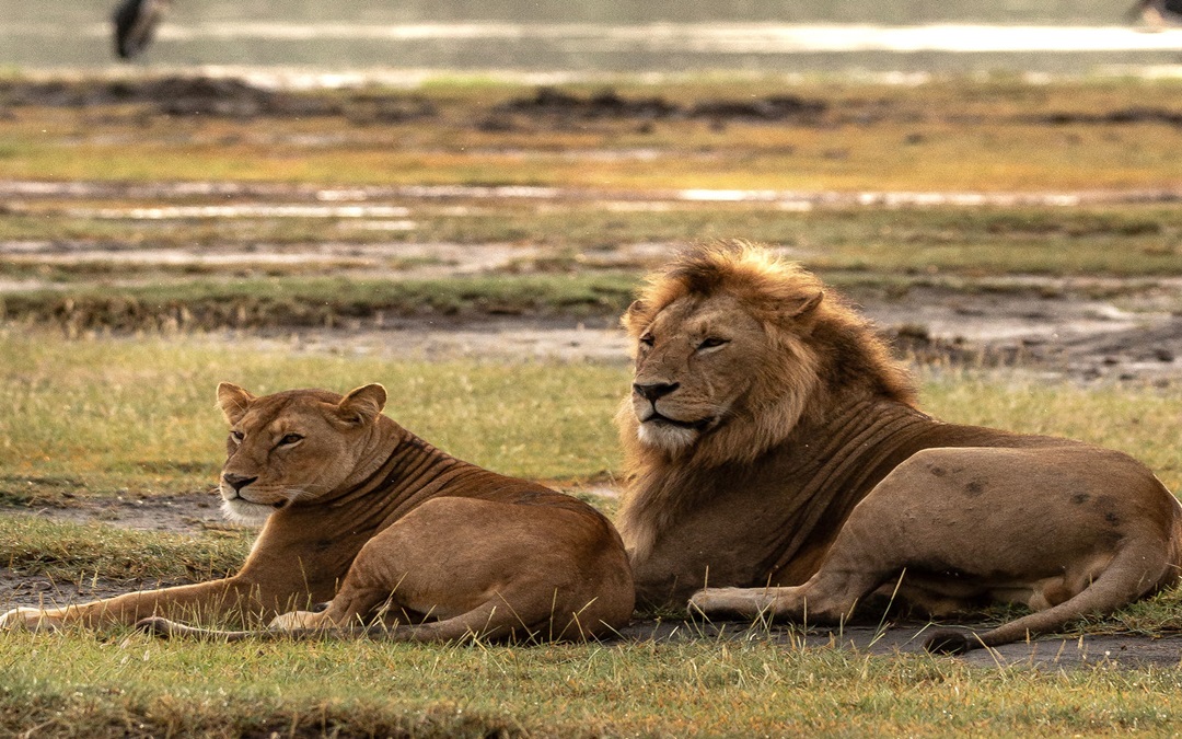 Mikumi National Park