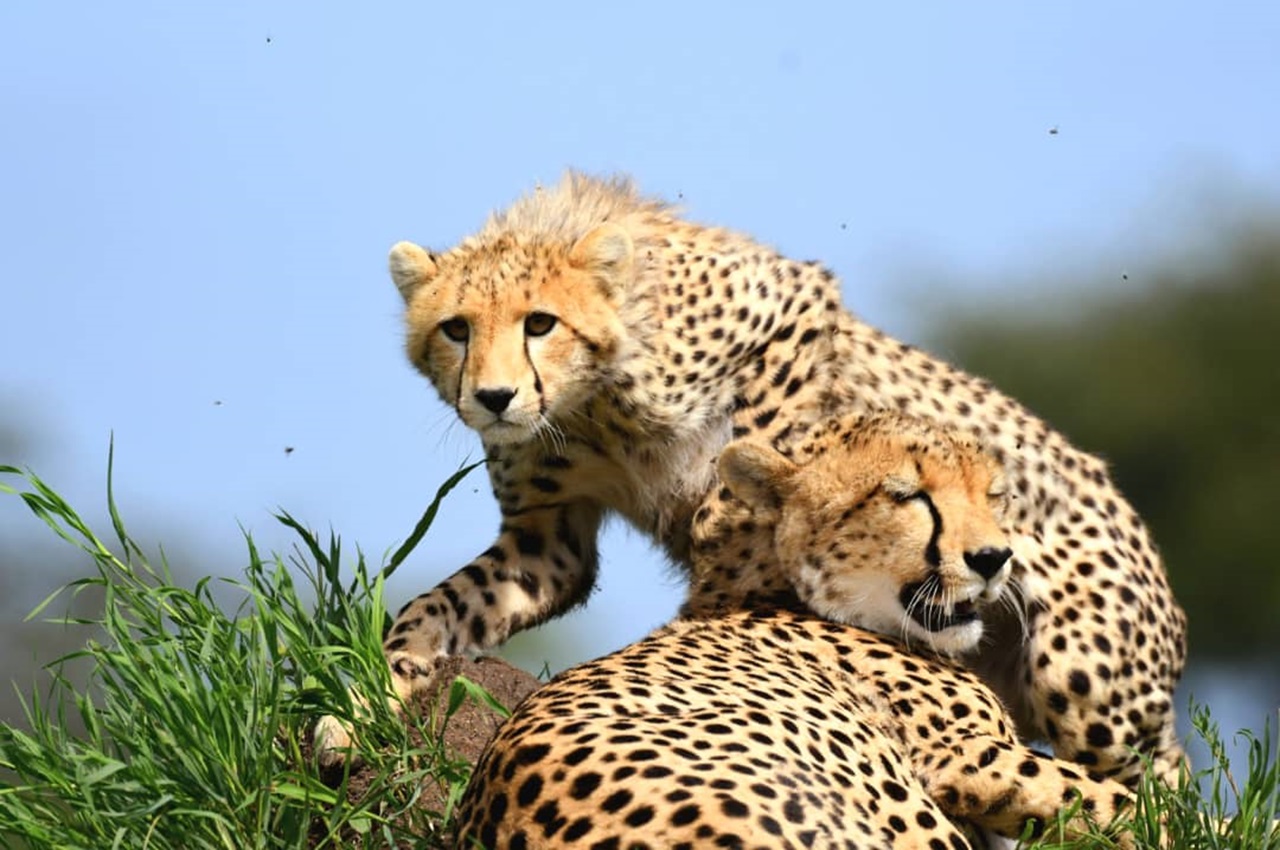 4 Days Tanzania Safari Tour